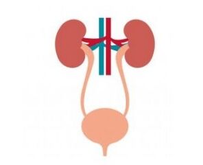 The urine system and its stronger femixal capsules